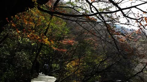 Forest in Autumn Stock Footage 10575490