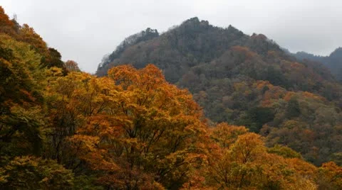 Forest in Autumn Stockbeeldmateriaal 10575494