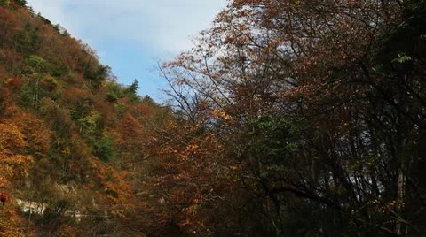 Forest in Autumn 库存影片 10575496