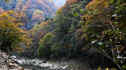 Forest in Autumn 库存影片 10575535