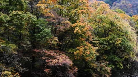 Forest in Autumn Stockbeeldmateriaal 10575539