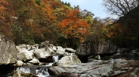 Forest in Autumn Video stock 10575548