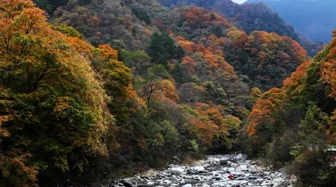 Forest in Autumn Stock Footage 10575560