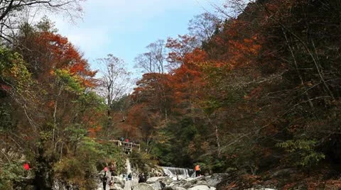 Forest in Autumn 库存影片 10575573