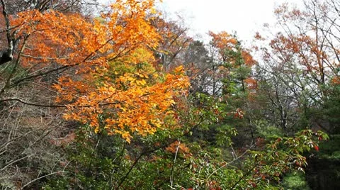 Forest in Autumn 库存影片 10575591