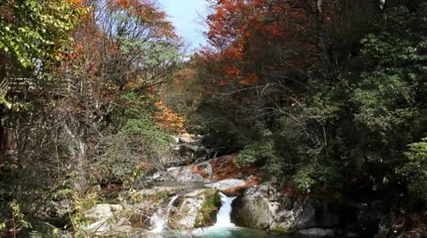 Forest in Autumn 库存影片 10575596