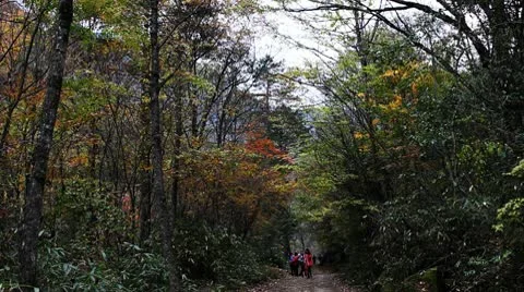 Forest in Autumn 库存影片 10575599