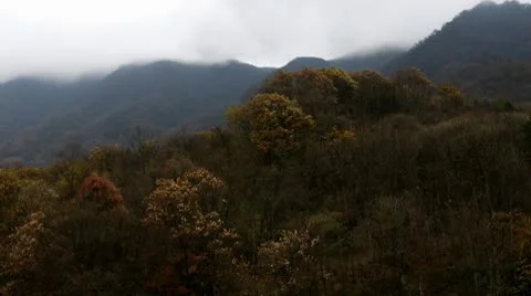 Forest in Autumn Vídeo Stock 10575600