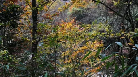 Forest in Autumn 库存影片 10575606