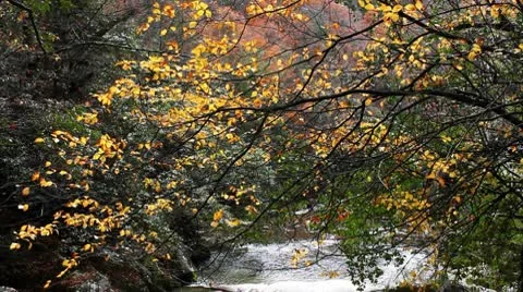 Forest in Autumn 库存影片 10575615