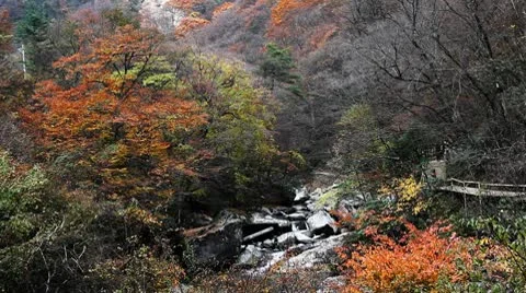 Forest in Autumn Видео 10575616
