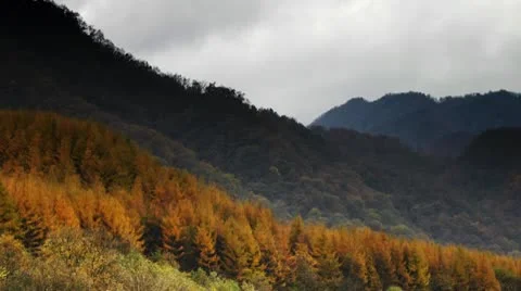 Forest in Autumn 库存影片 10575623