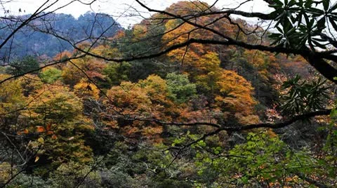 Forest in Autumn 库存影片 10575639