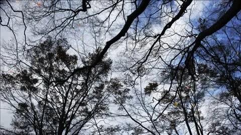 Forest in Autumn Vídeos de archivo 10575645