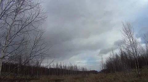 Forest in autumn Stock Footage 32652316