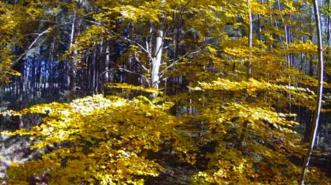 Forest in autumn Stock Footage 32969885