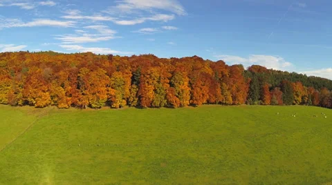 Forest in autumn Stock Footage 32969965