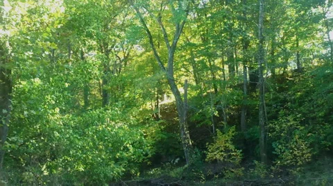 Forest in Autumn Stock Footage 43069171