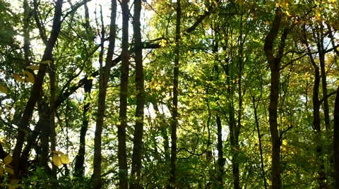 Forest in Autumn Stock Footage 43216797