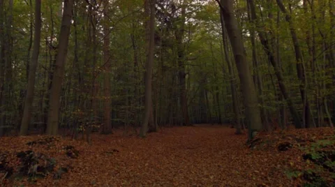 Forest in autumn Stock Footage 45026667