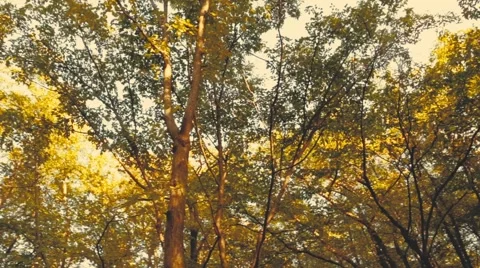 Forest in Autumn Stock Footage 59106118