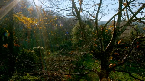 Forest in autumn. Stock Footage 63392517
