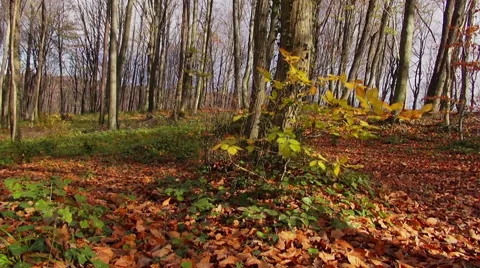 Forest in Autumn Stock Footage 69066806