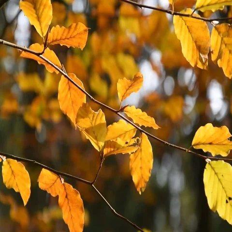 The forest in autumn Stock Footage 69505606