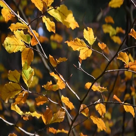 The forest in autumn Stock Footage 69506070