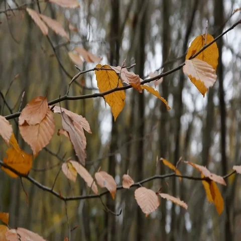 The forest in autumn Stock Footage 69506681