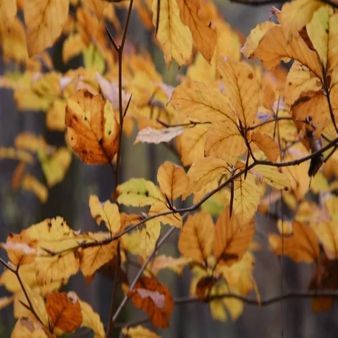 The forest in autumn Stock Footage 69506963