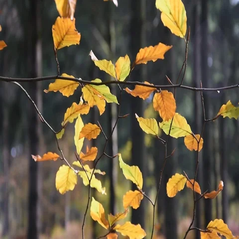 The forest in autumn Stock Footage 69711611
