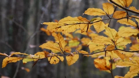 The forest in autumn Stock Footage 69711791