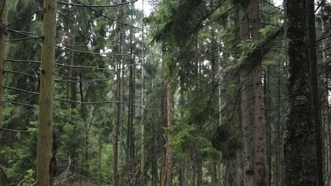 In the forest in the autumn 库存影片 79798961