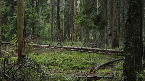 In the forest in the autumn 库存影片 79799132