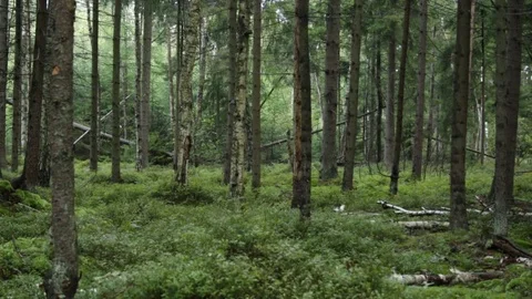In the forest in the autumn Stock Footage 79799176