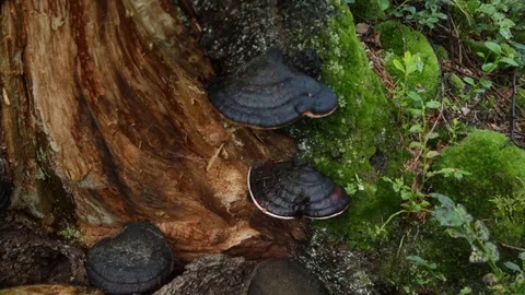 In the forest in the autumn Vidéo 79799773