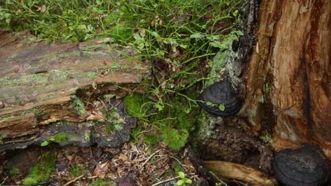 In the forest in the autumn 库存影片 79799880