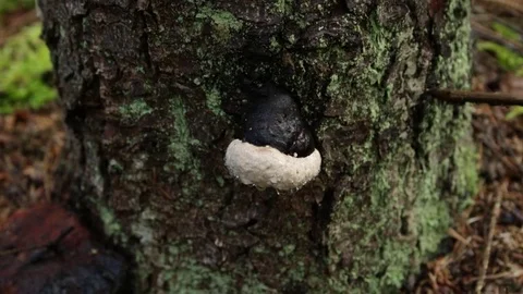 In the forest in the autumn Video stock 79800425