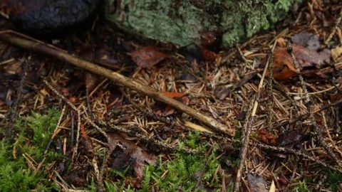 In the forest in the autumn Stock Footage 79800654