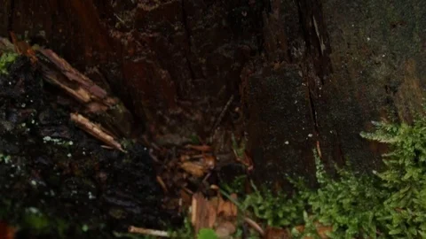 In the forest in the autumn 库存影片 79800801