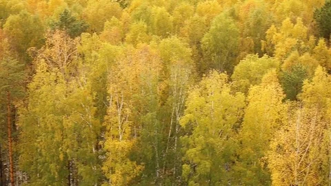 Forest in autumn Stock Footage 81249100