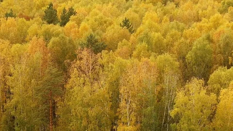 Forest in autumn 스톡 동영상 81249164