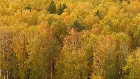 Forest in autumn Stock Footage 81249174
