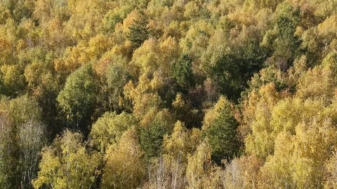 Forest in autumn Stock Footage 81249291
