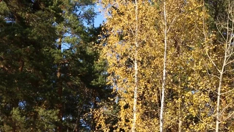 Forest in autumn Stock Footage 81328842