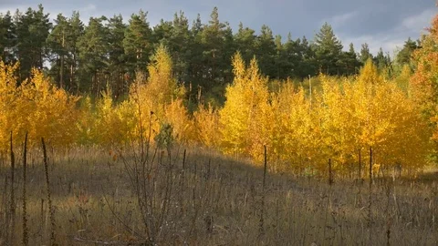  forest in autumn 스톡 동영상 81902103