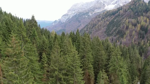 Forest in autumn Vídeo Stock 97888134