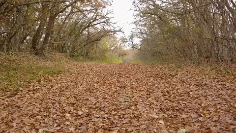 Forest. autumn. 스톡 동영상 99204631