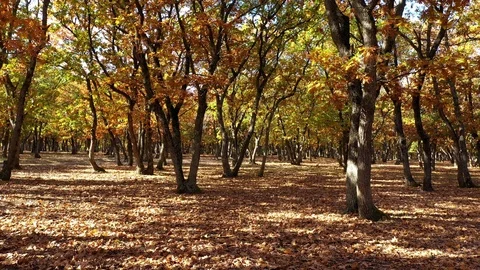 Forest at autumn 스톡 동영상 119690971